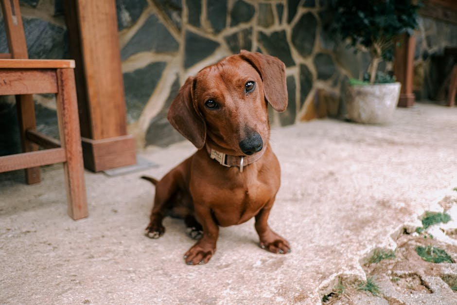 Dachshund: The Spirited Sausage Dog (image credits: pexels)