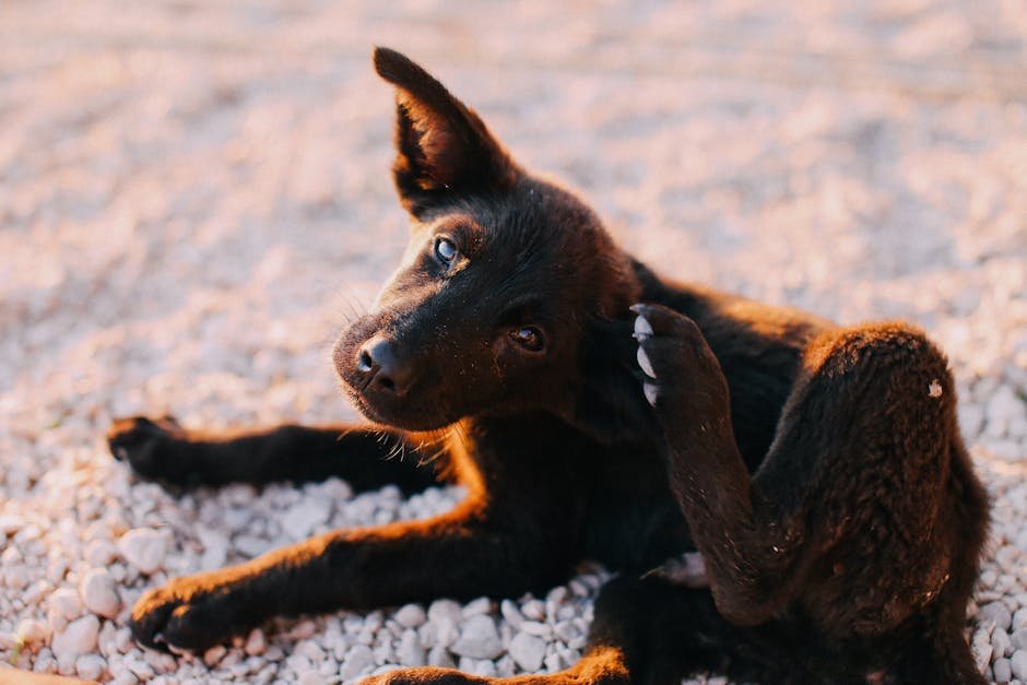 Excessive Scratching or Itching (image credits: pexels)