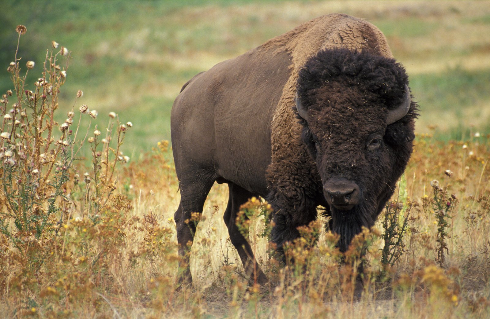 Bison: The Majestic Giants (image credits: wikimedia)