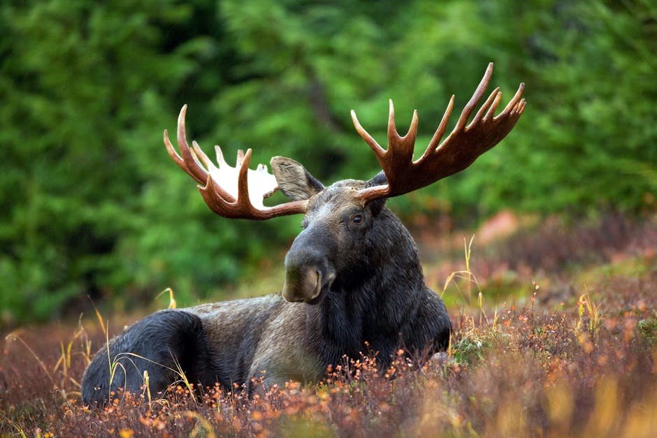 Moose: The Towering Titans (image credits: pexels)