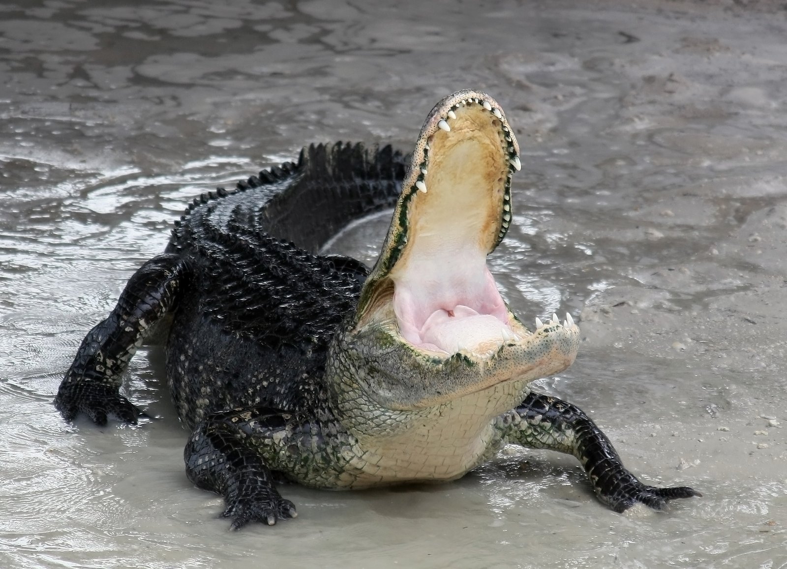 American Alligator: The Stealthy Predators (image credits: wikimedia)
