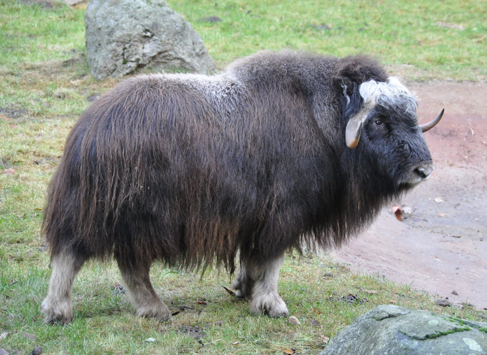 Musk Oxen: The Arctic Warriors (image credits: wikimedia)