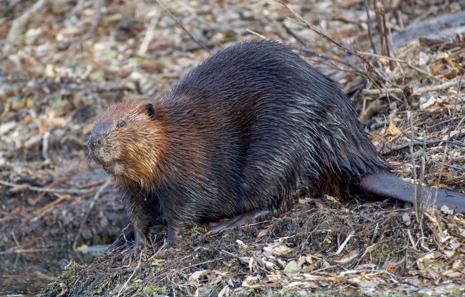 Beavers: The Ingenious Builders (image credits: pexels)