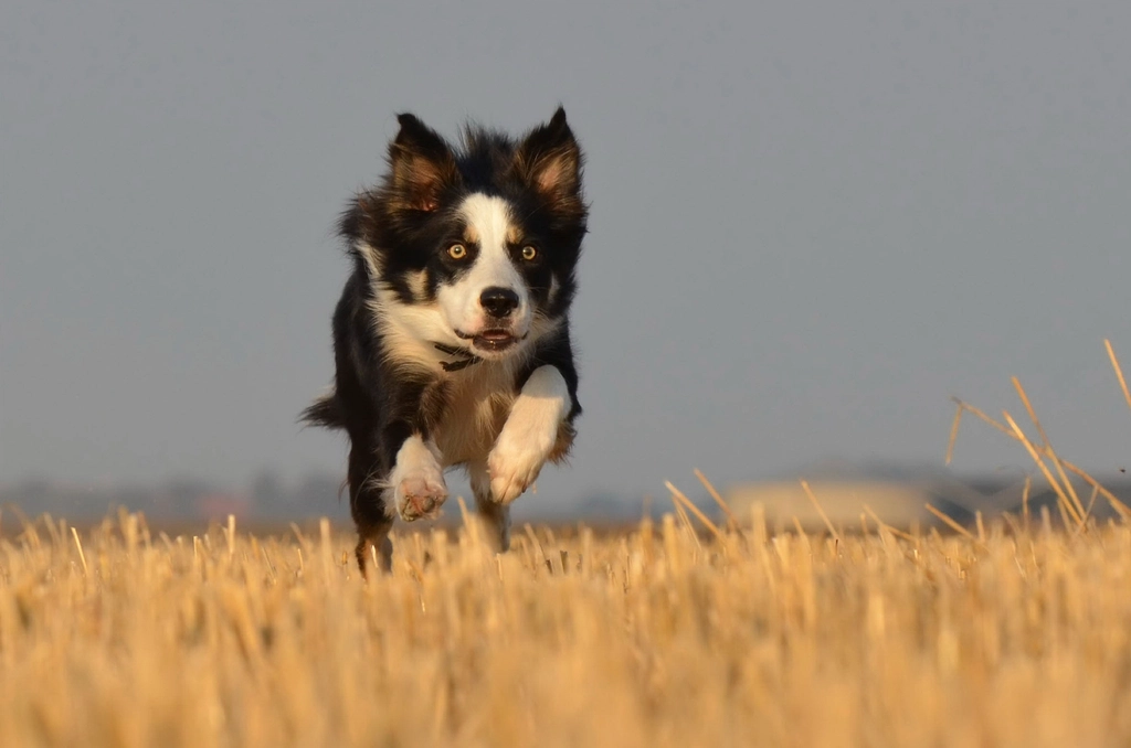 Border Collie: The Brainiac of the Dog World (image credits: rawpixel)