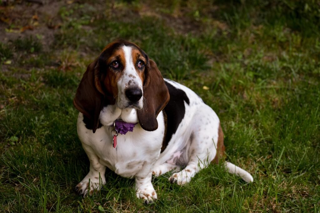 1. Basset Hound: The Laid-Back Lounger