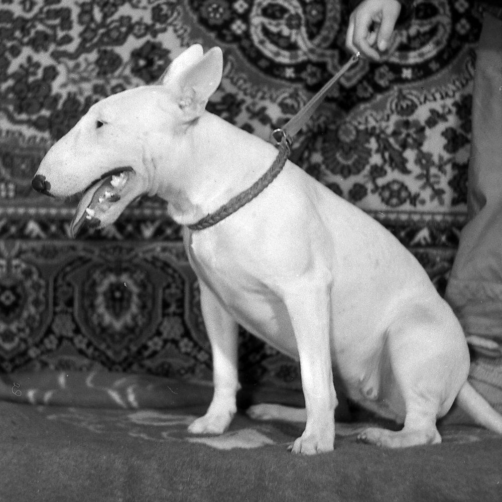 Unwavering Loyalty (image credits: wikimedia)