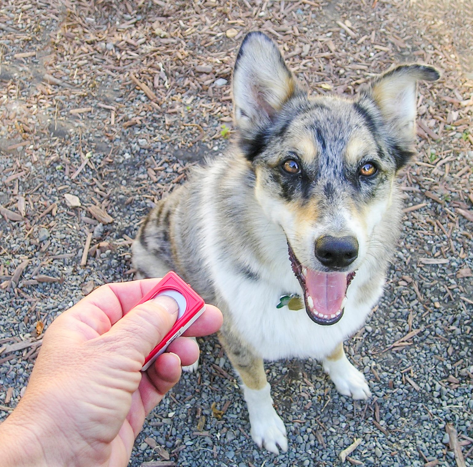 Signs Your Dog is Struggling (image credits: wikimedia)