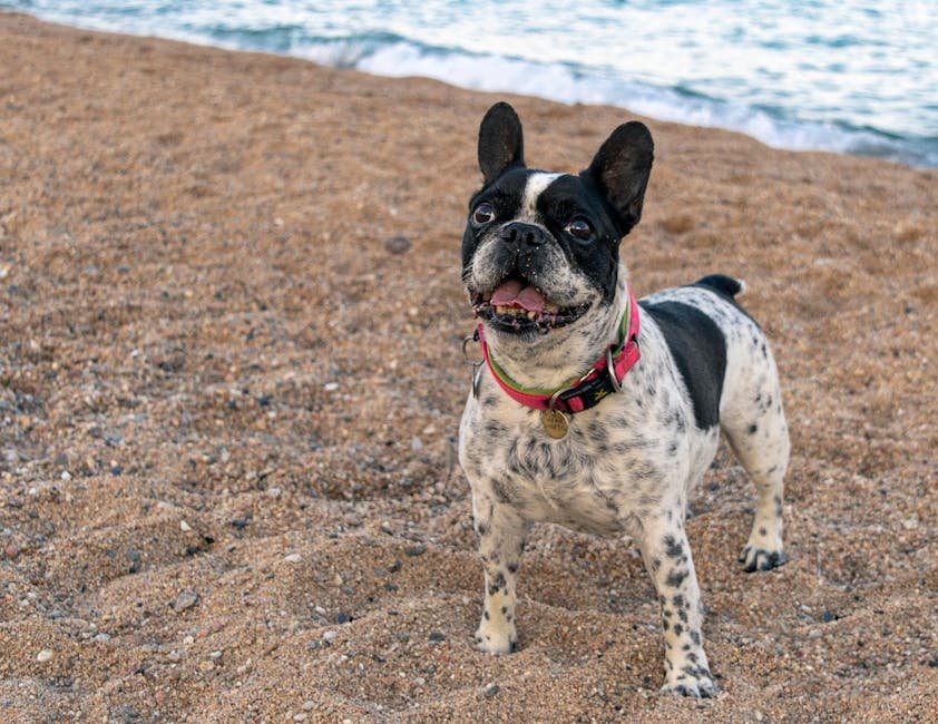 2. Excessive Barking or Whining (image credits: pexels)