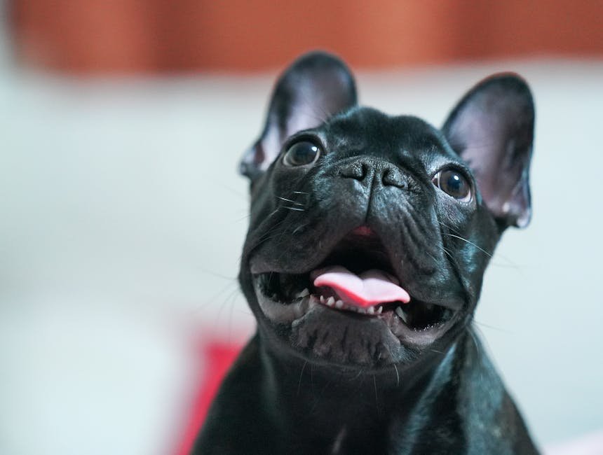8. Frequent Yawning or Panting (image credits: pexels)