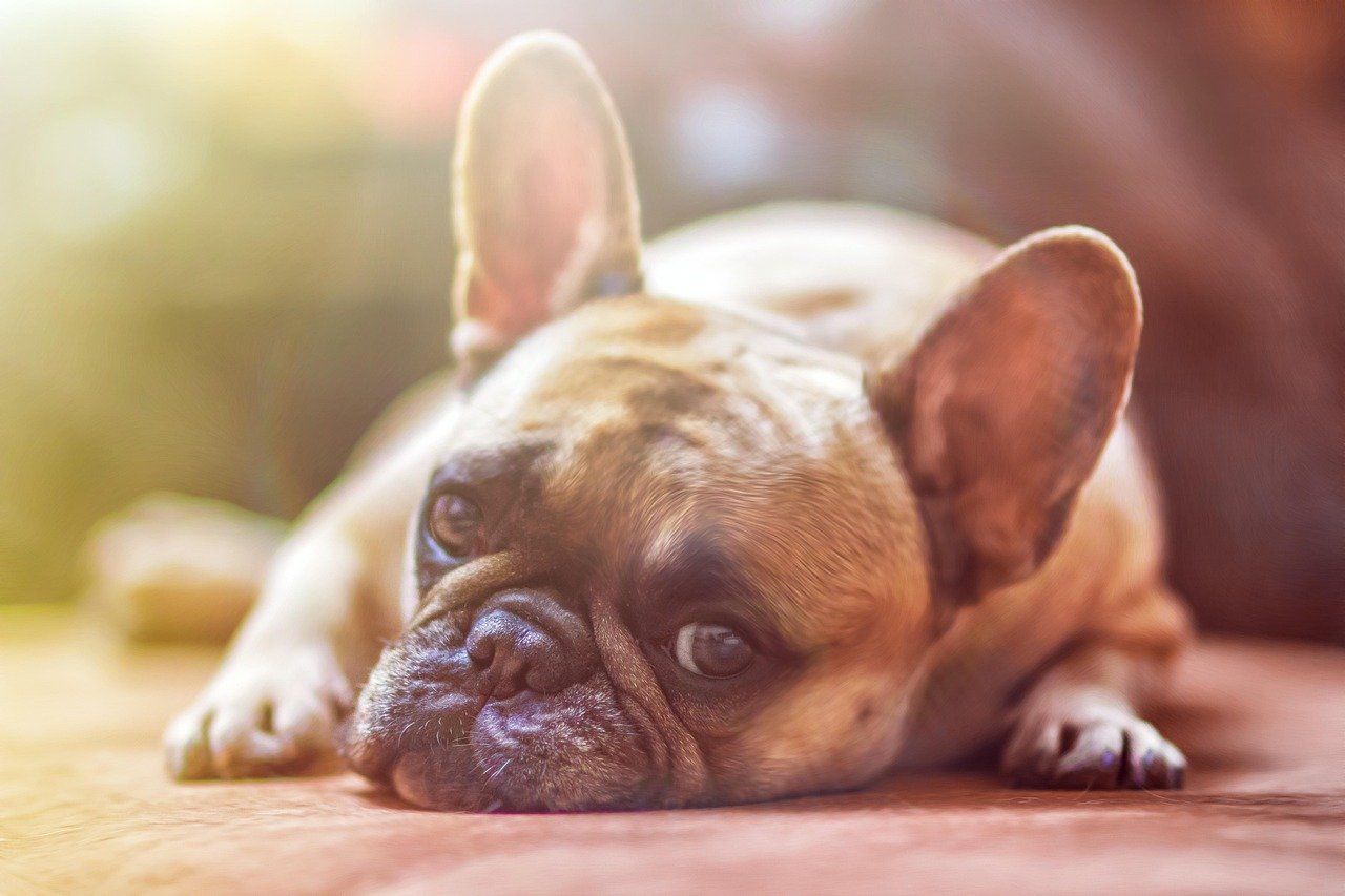 8 Signs Your French Bulldog is Stressed and Unhappy