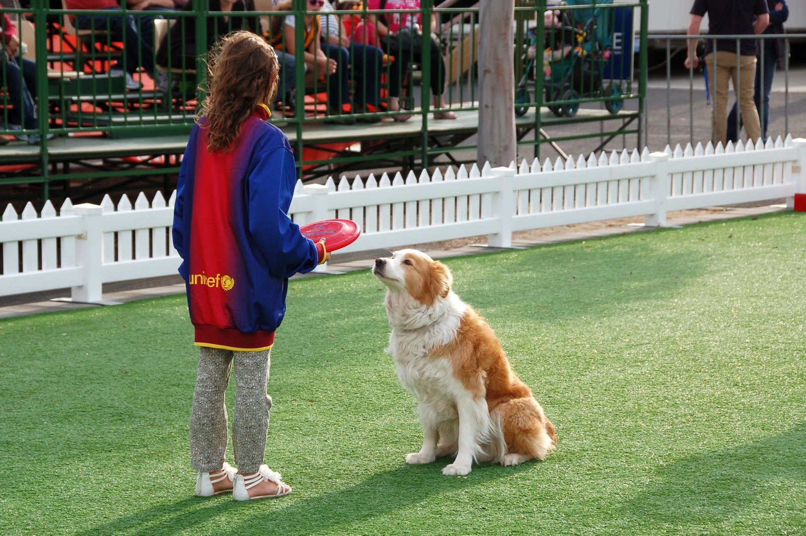 8. The Paw Lift: A Gesture of Anticipation (image credits: wikimedia)