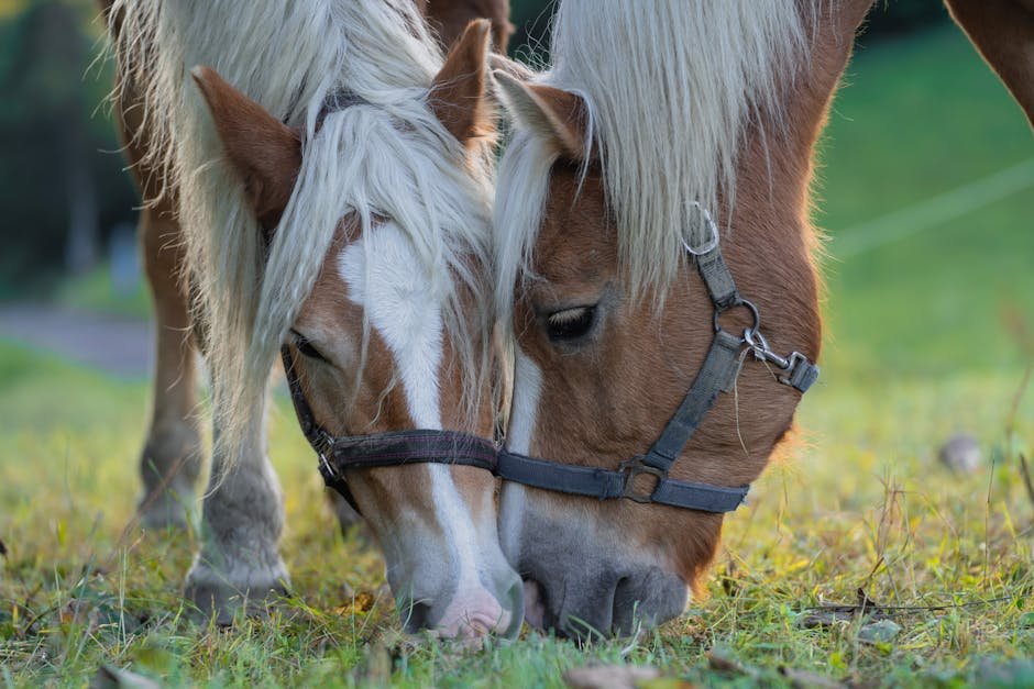 The Role of Grass and Hay Quality (image credits: pexels)