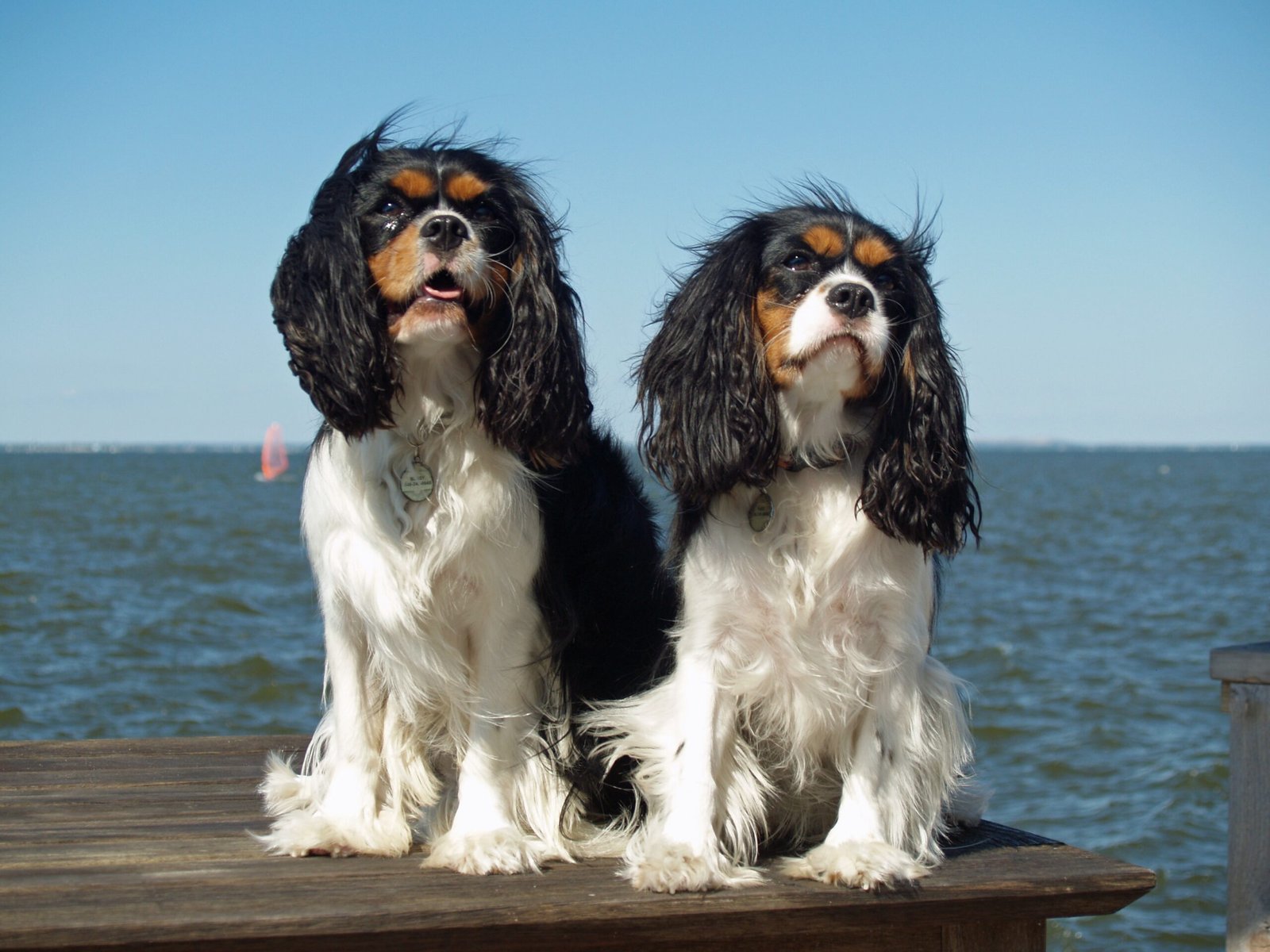Cavalier King Charles Spaniel (image credits: wikimedia)