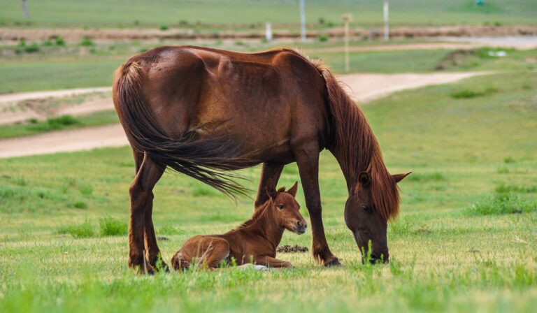 How Improved Foraging Can Help a Horse's Overall Well-Being