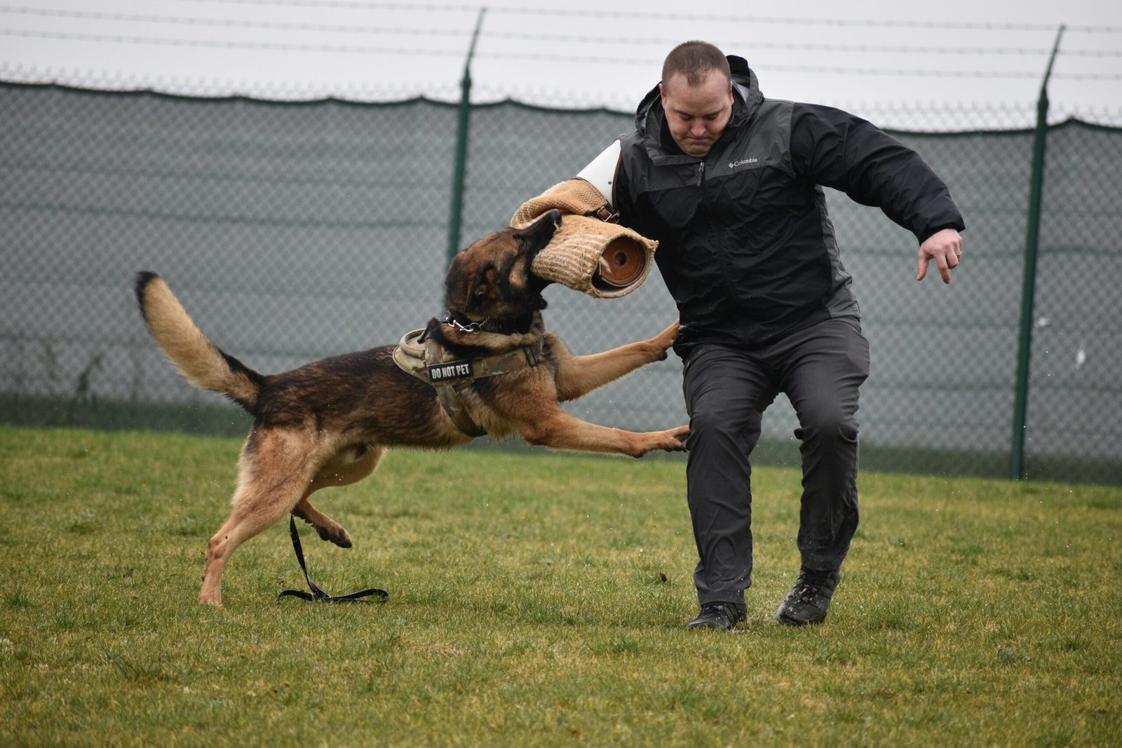 Assessing the Severity of the Bite (image credits: wikimedia)