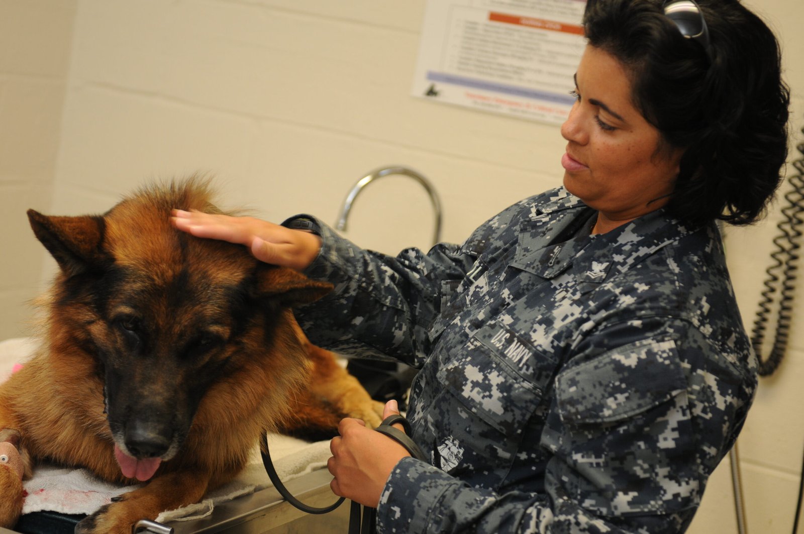 The Role of Veterinary Care (image credits: wikimedia)