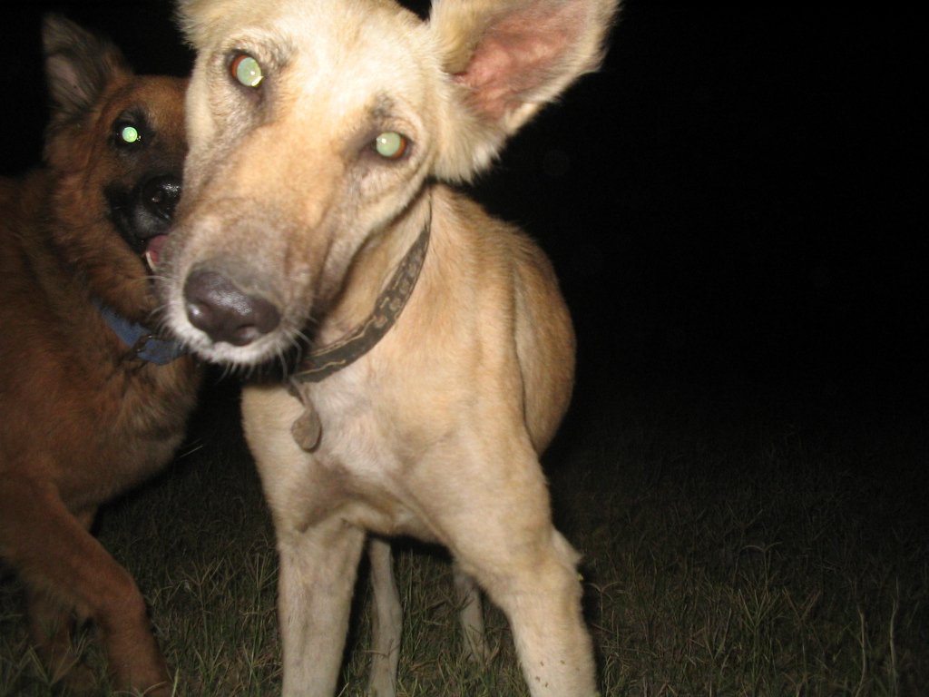 Signs Your Dog May Bite Again (image credits: wikimedia)