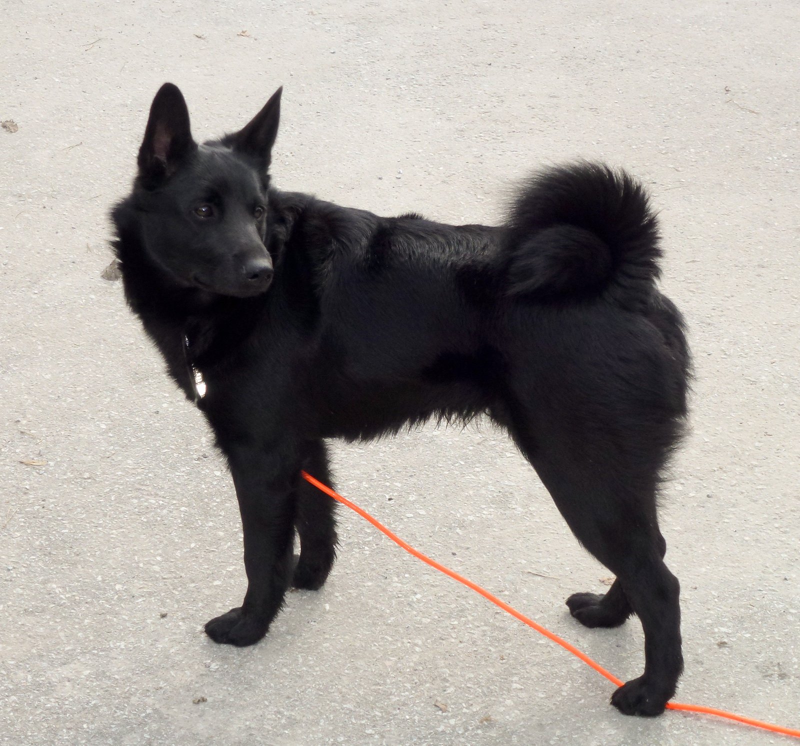 8 Black Dog Breeds That Will Look Like Your Own Domesticated Wolf