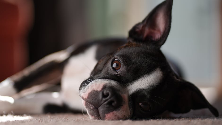 Endearing Loyalty (image credits: pexels)