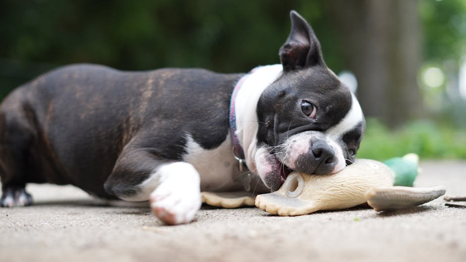 9 Boston Terrier Quirks That Fit a Playful Urban Family