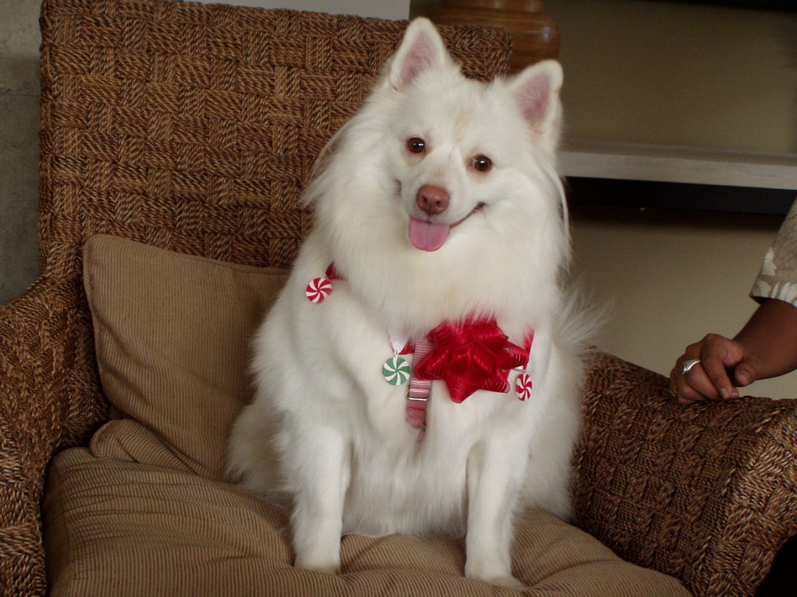 Understanding Temperament and Behavior (image credits: wikimedia)