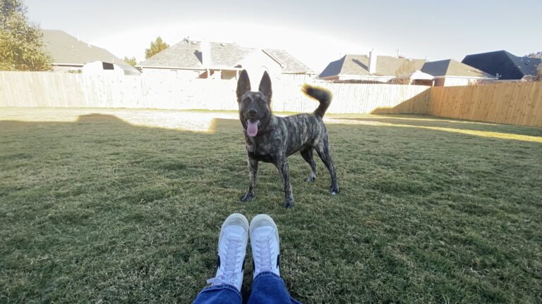 How Do You Pick a Breed That Fits Your Aging Lifestyle?