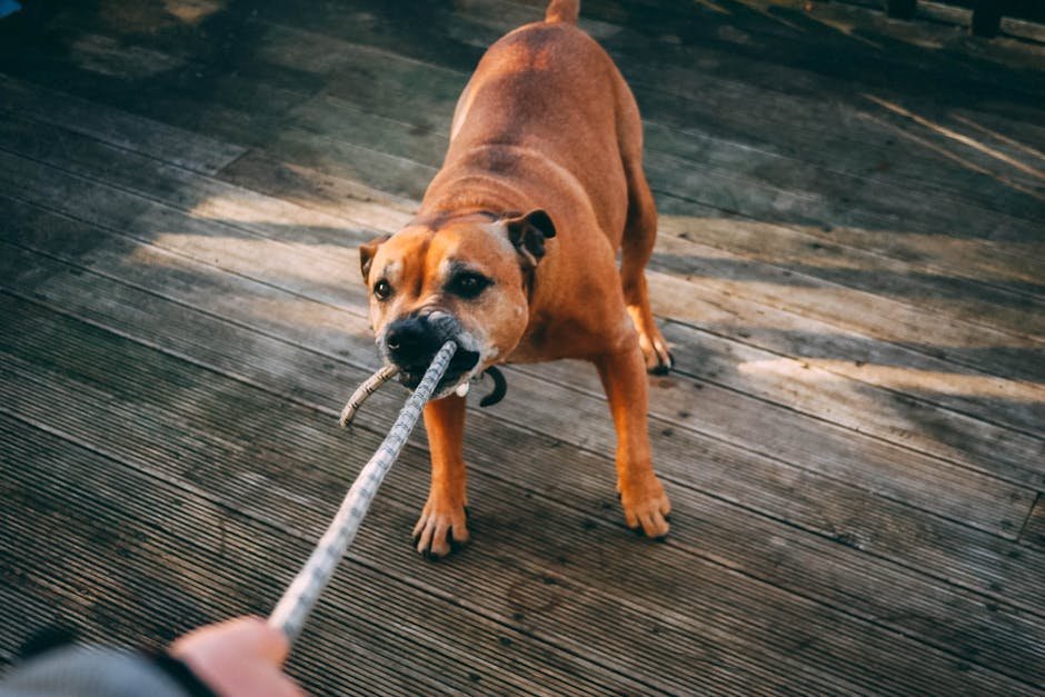 Engaging in Interactive Play (image credits: pexels)