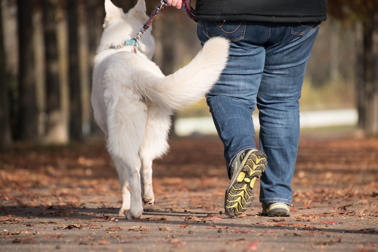 Building Trust Through Walks (image credits: pixabay)