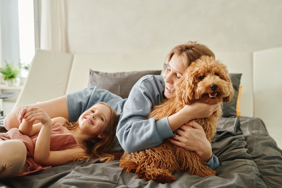 Poodle: The Intelligent Comforter (image credits: pexels)
