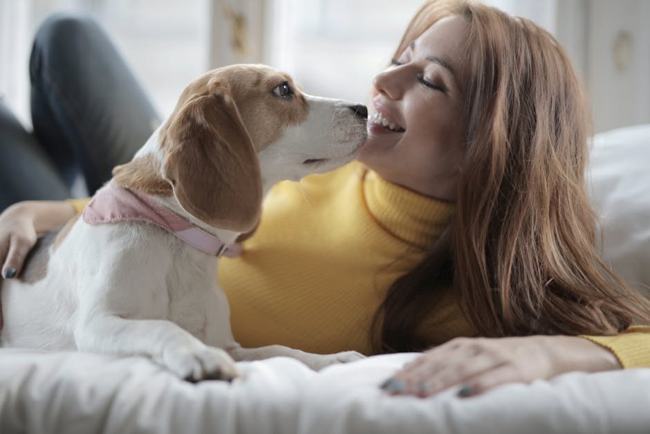Beagle: The Cheerful Comforter (image credits: pexels)