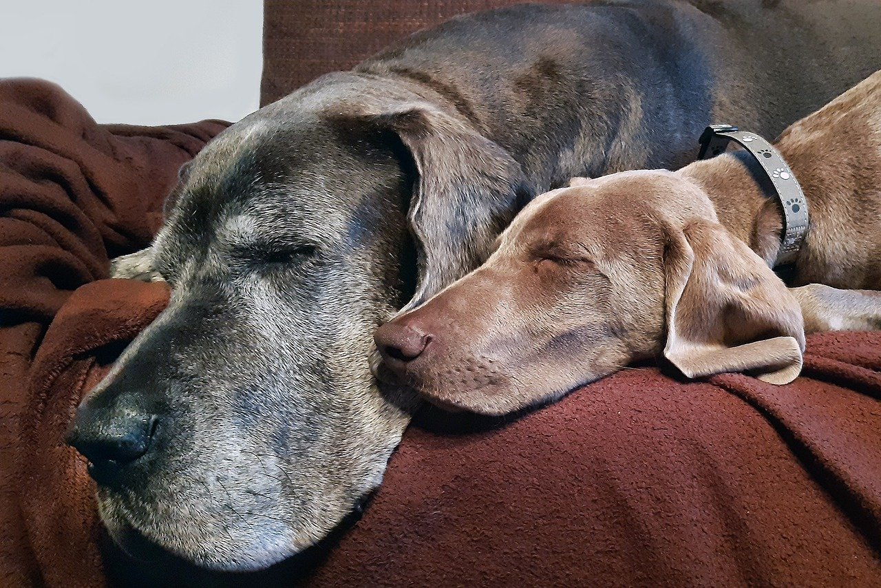 Great Dane: The Gentle Giant (image credits: pixabay)
