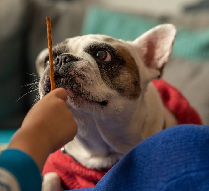 Bulldog: The Calm and Affectionate (image credits: pexels)