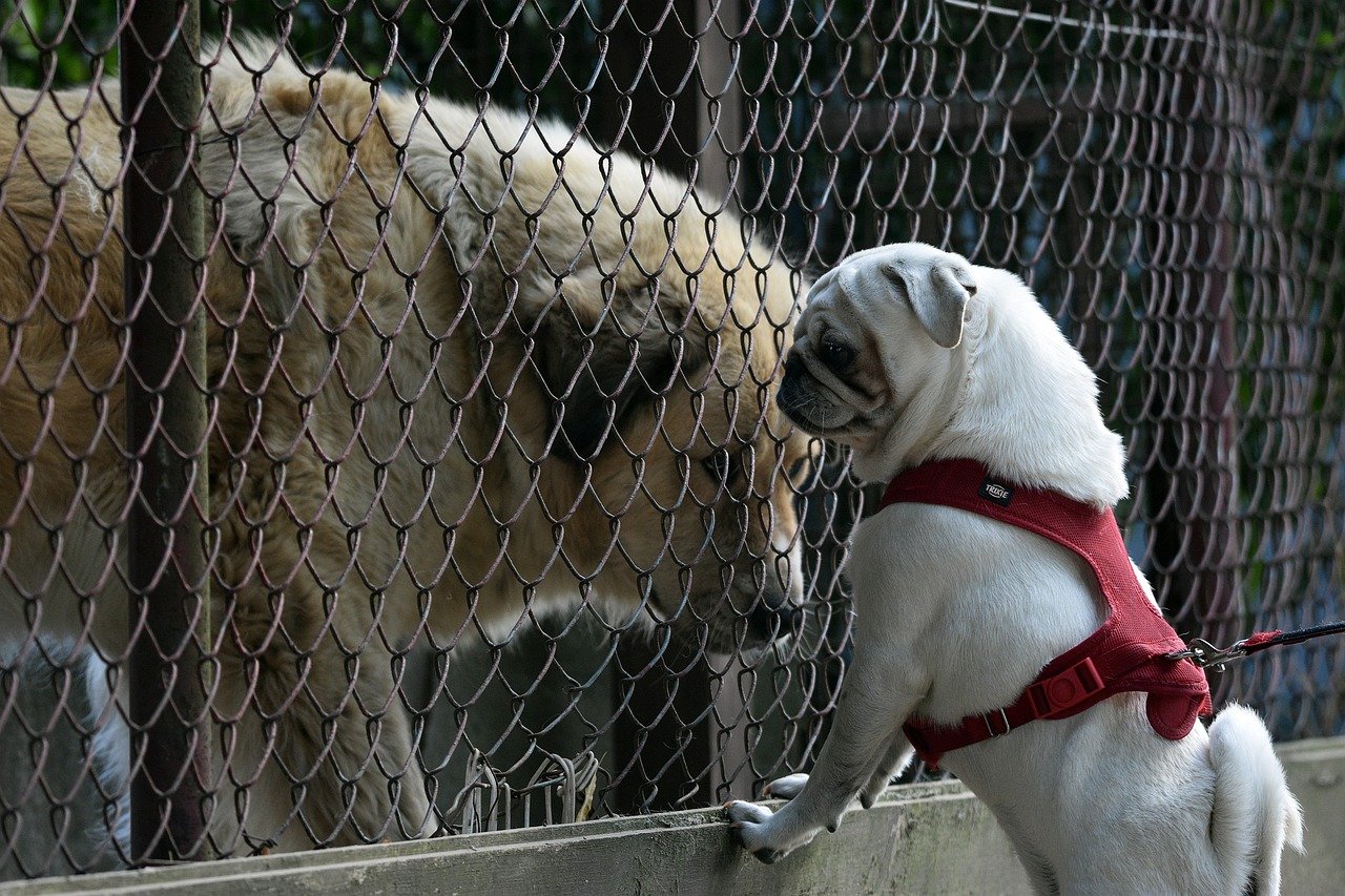 The Comical Nature of Pugs (image credits: pixabay)