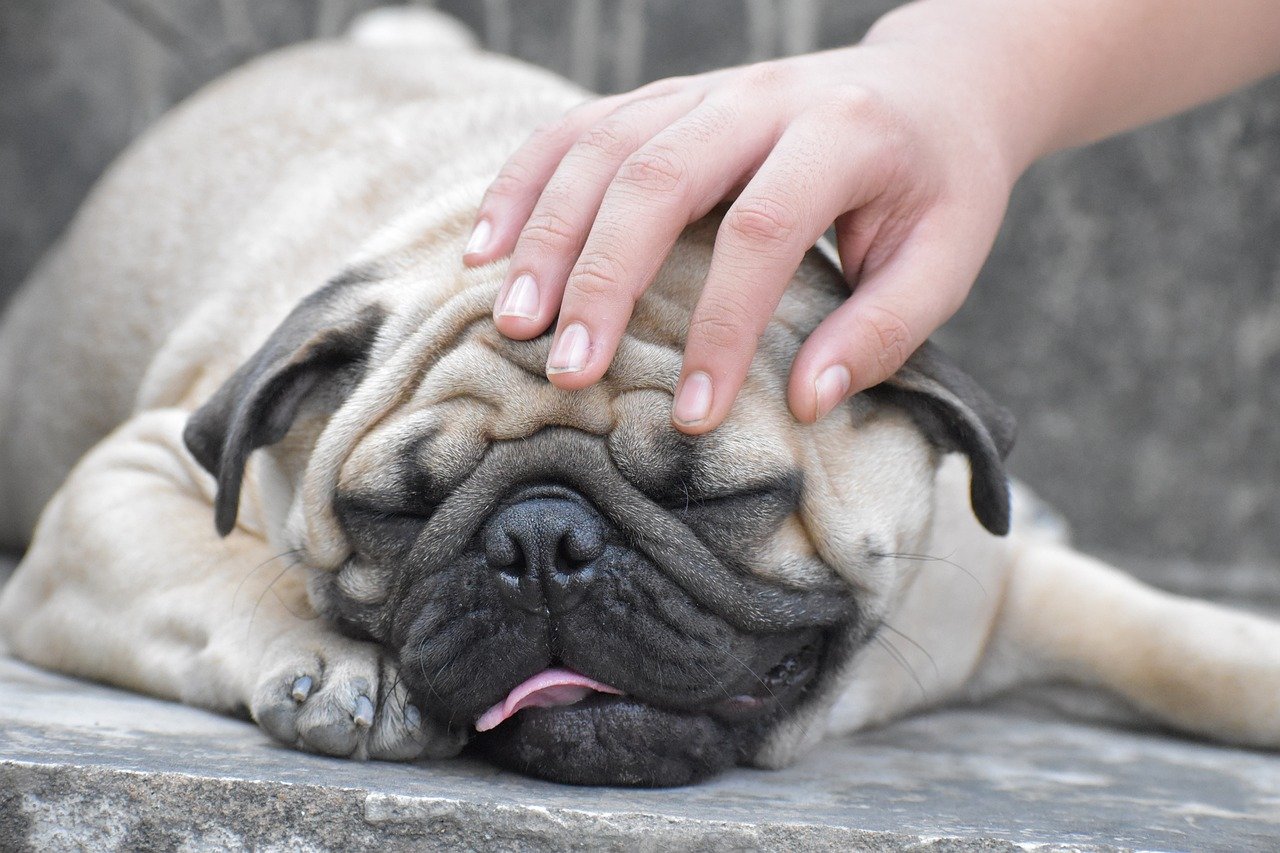 The Challenges of Pug Ownership (image credits: pixabay)