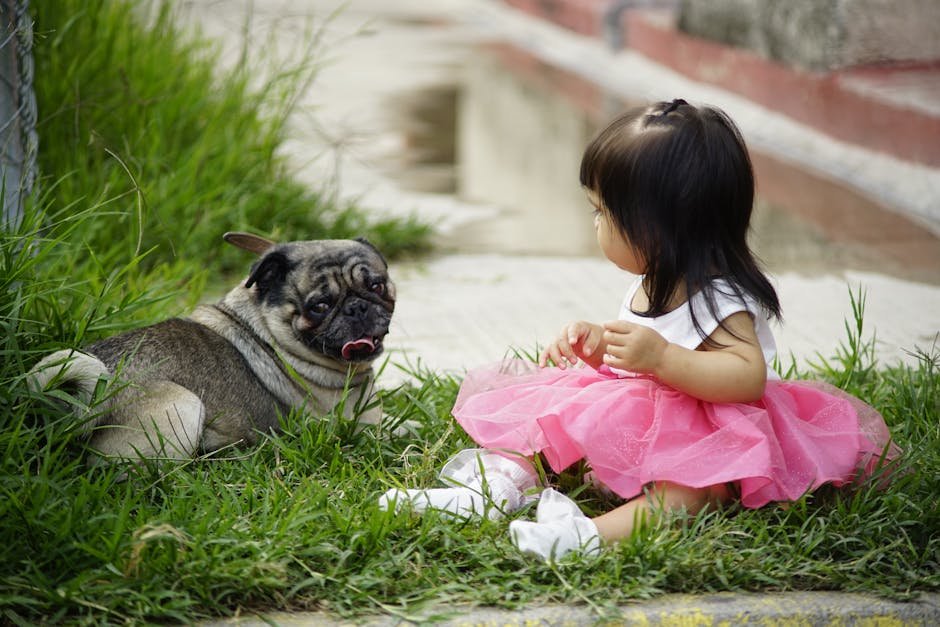 Despite a Comical Personality, Pugs Can Be Very Sensitive and In Tune with Their Owners