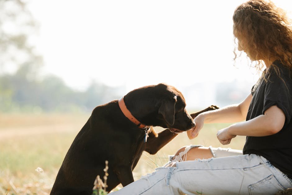 Labrador Retriever (image credits: pexels)