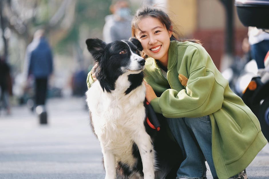 Border Collie (image credits: pexels)
