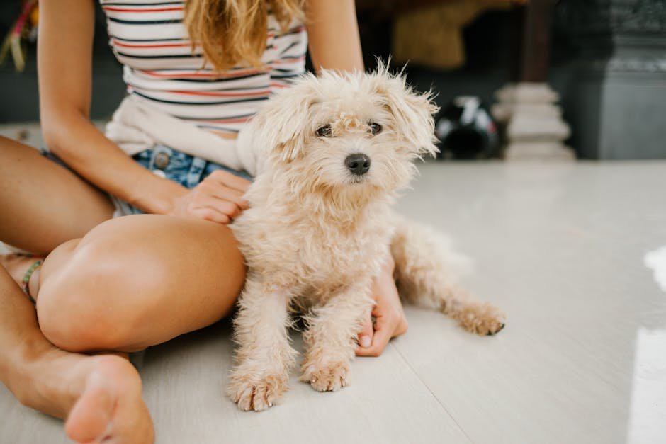 Poodle (image credits: pexels)