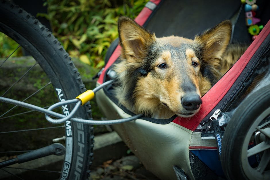 Collie (image credits: pexels)