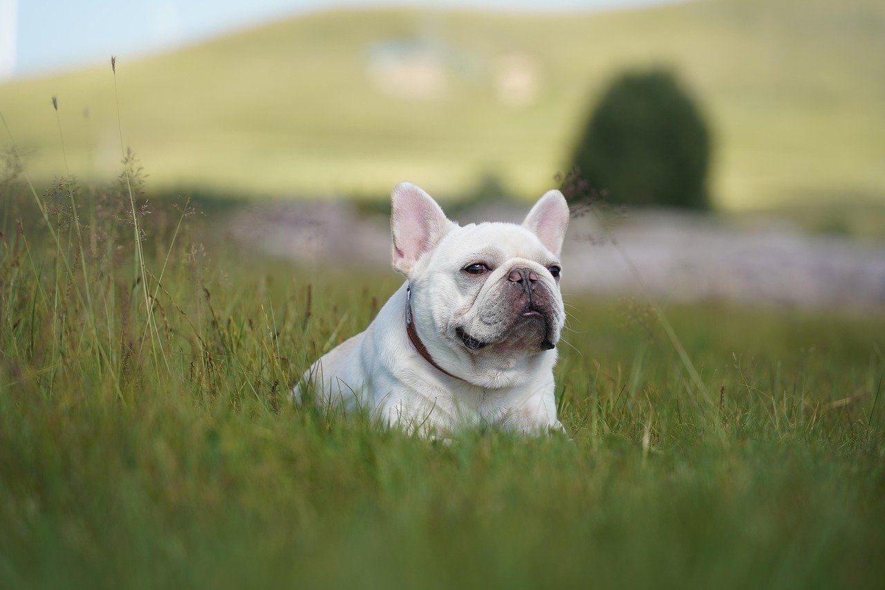 10 Dog Breeds That Win Hands Down When it Comes to an Adaptable and Gentle Breed