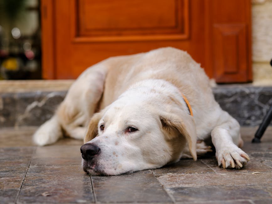2. Decreased Energy Levels (image credits: pexels)