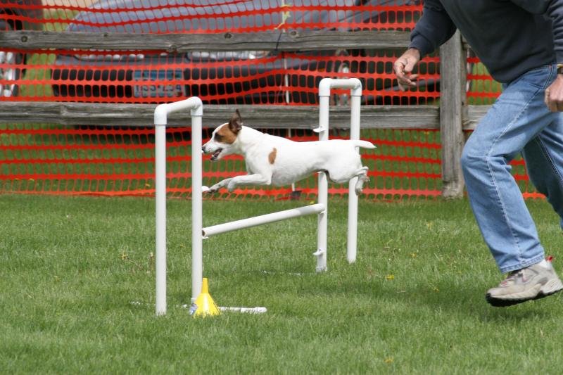 10 Reasons Why the Energetic Jack Russell Terrier Needs a High-Activity Human