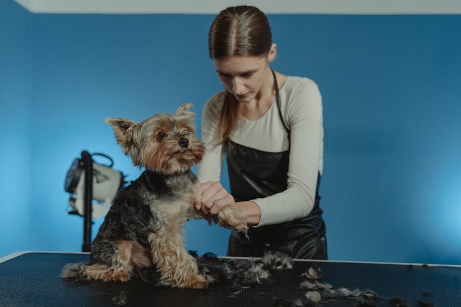 Grooming as a Bonding Activity (image credits: pexels)