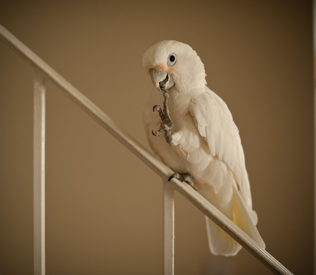 Small but Mighty: The Physical Traits of Goffin's Cockatoo (image credits: wikimedia)