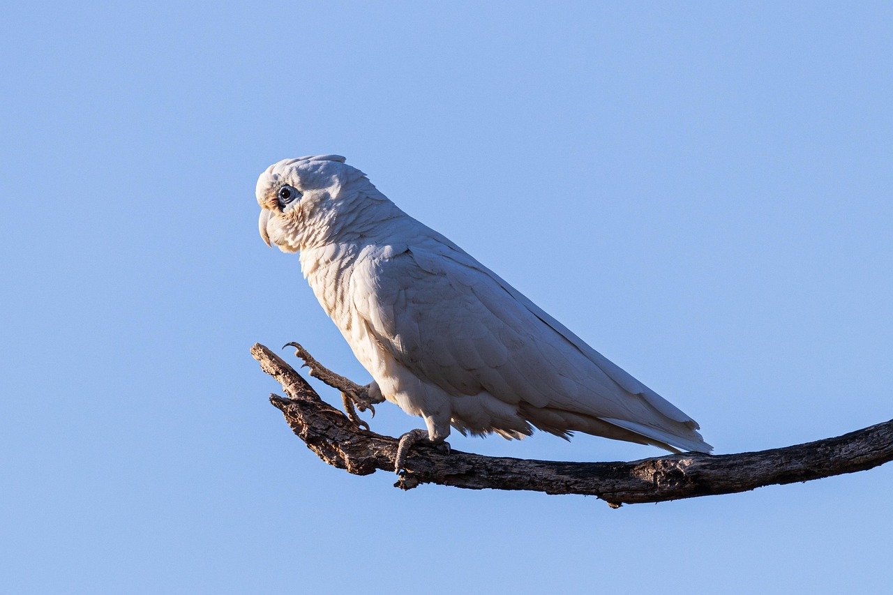 Vocal Virtuosos: The Sounds of Goffin's Cockatoo (image credits: pixabay)