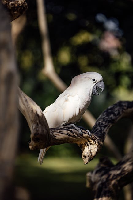 Dietary Needs: Feeding Your Goffin's Cockatoo (image credits: pexels)