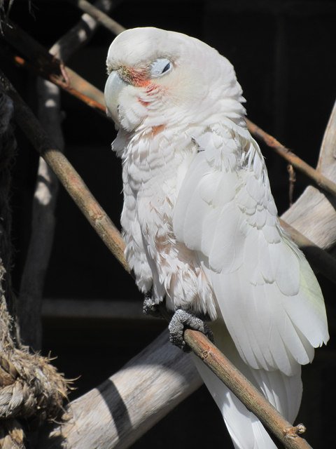Finding Your Perfect Companion: Is a Goffin's Cockatoo Right for You? (image credits: wikimedia)