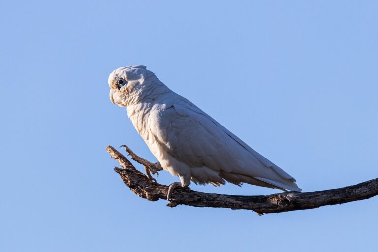 10 Facts About the Affectionate Goffin's Cockatoo (The Bird Easiest to Bond With)