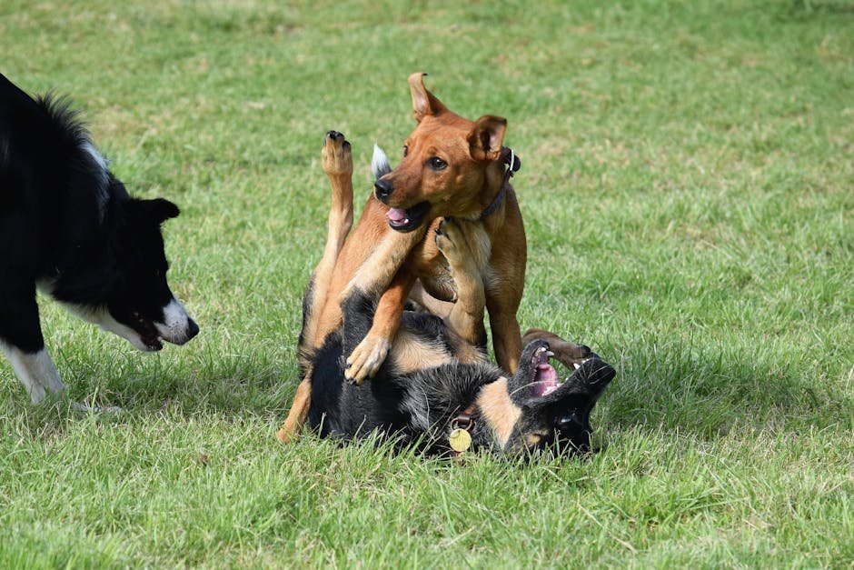 Socializing Your Dog (image credits: pexels)