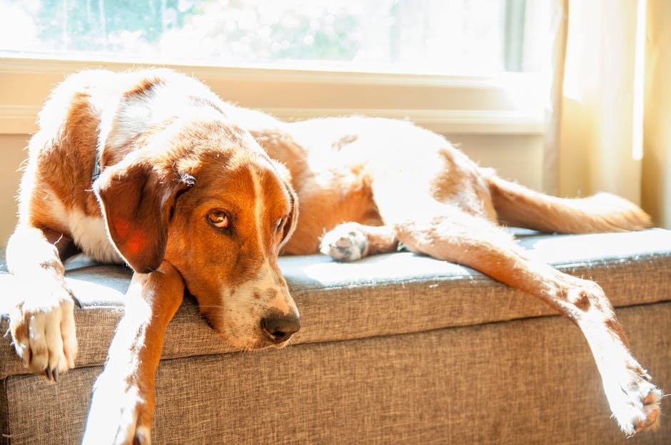 How Do You Handle a Dog That Hates Your Guests